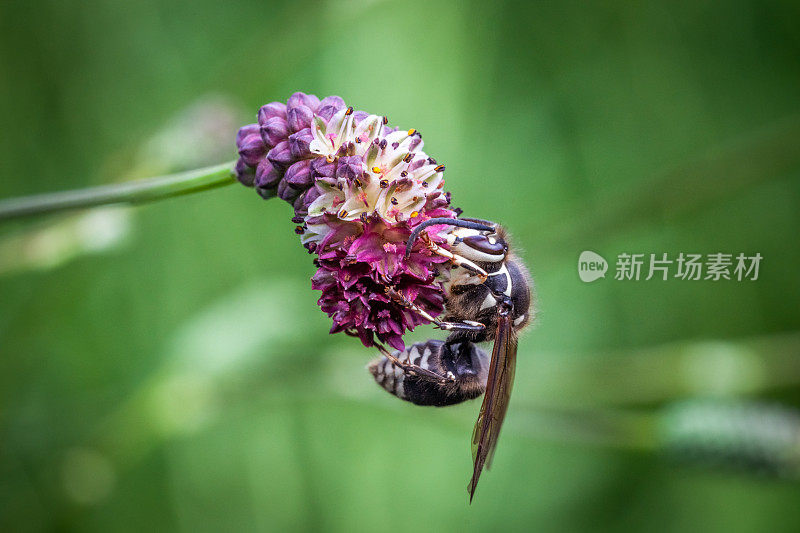 Bald-faced hornet on Narrow-leaf burnet, (Dolichovespula maculata), (Sanguisorba tenuifolia), Guêpe à taches blanches sur un Sanguisorba à feuilles fines.